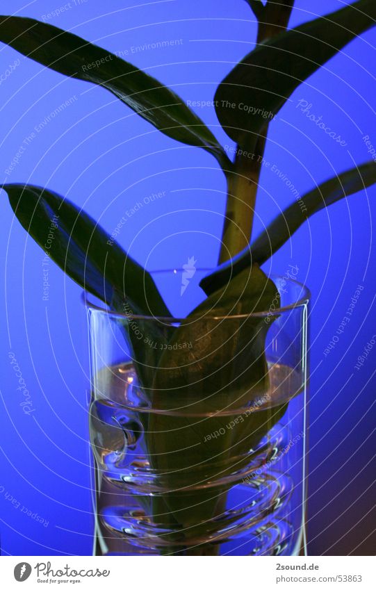 Kringelvase 2 Pflanze Blatt Stengel Vase Kreis Spirale ikea Glas