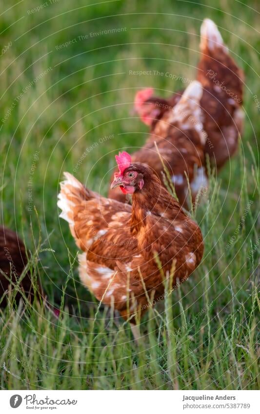 glückliche freilaufende Hühner auf der Wiese Freilandhaltung ökologisch Federvieh Haushuhn Tierhaltung Bauernhof biologische Landwirtschaft Tierportraits