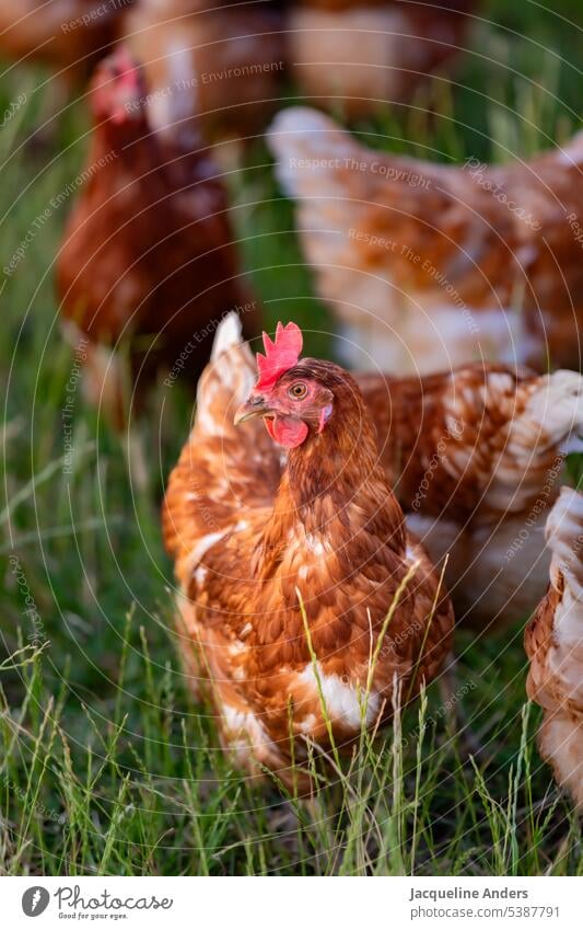 glückliche freilaufende Hühner auf der Wiese Huhn Henne braun Geflügel Freilandhaltung ökologisch Federvieh Haushuhn Tierhaltung Bauernhof