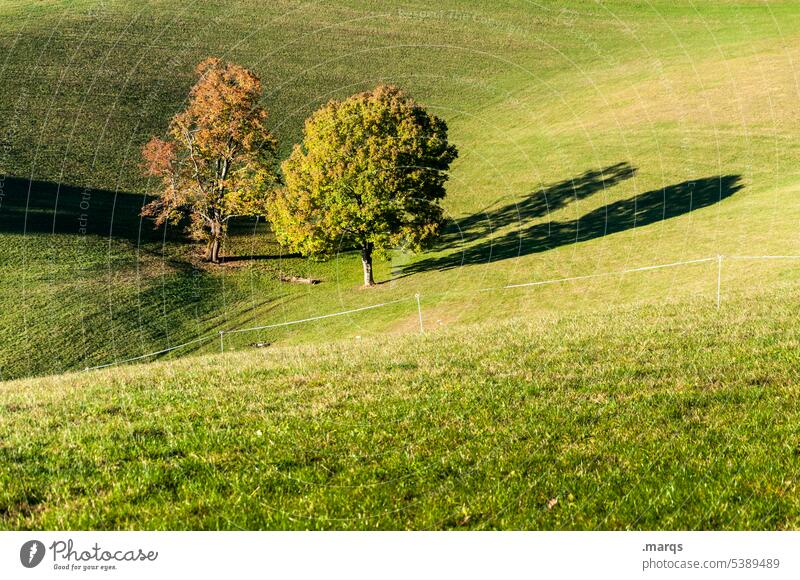 Spätsommer Baum 2 Wiese Schatten Sonnenlicht Idylle Landschaft Natur Schönes Wetter Umwelt Gras