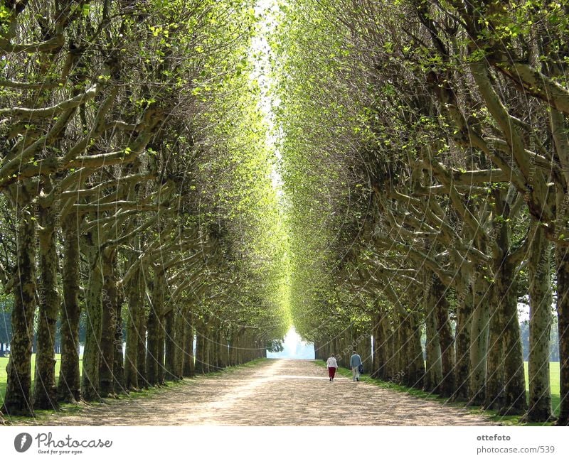 Allee in Meudon bei Paris Park Frühling Baum Frankreich ruhig Erholung Paar Wege & Pfade Mensch paarweise