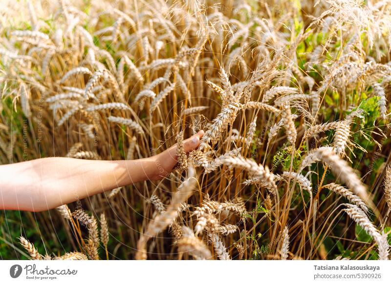 Die Hand eines Kindes berührt reife Ähren in einem Getreidefeld Kinderhand Berührungen Ohren Mais Weizenfeld Feld Ackerbau Bauernhof Ernte ländlich Landschaft
