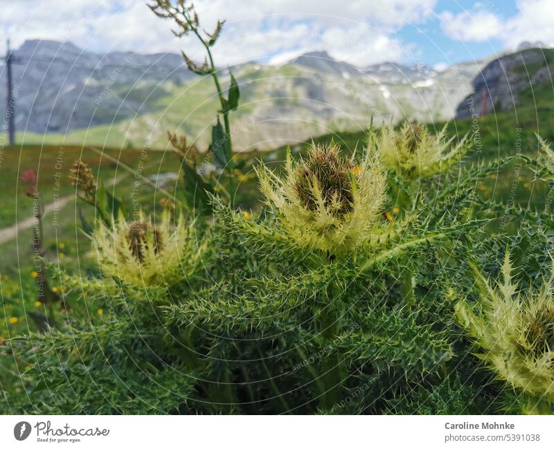 Alpen - Kratzdisteln mit Bergen im Hintergrund Alpen-Kratzdisteln Disteln Natur Berge u. Gebirge Landschaft Außenaufnahme wandern Farbfoto Gipfel Felsen