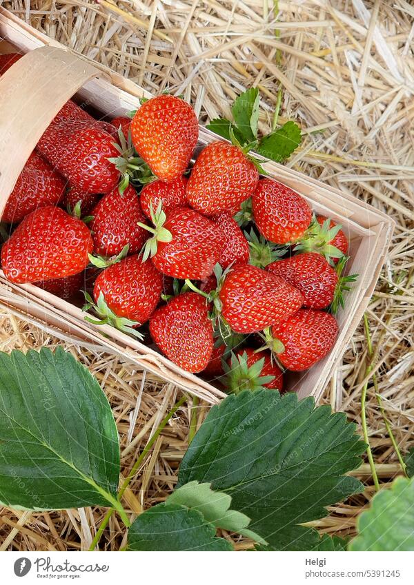 frisch geerntete Erdbeeren in einem Spankorb Frucht Erdbeerfeld Ernte reif gepflückt Korb Blatt Erdbeerblatt Stroh rot Sommer Lebensmittel süß lecker Feld