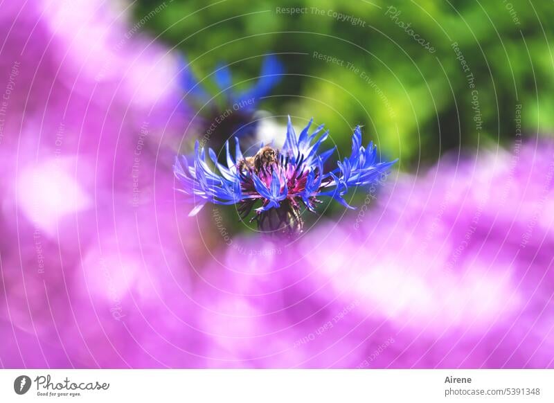 Soloauftritt im Park Kornblume Biene Flox Garten Sommer blau pink rosa lila violett Bienenweide natürlich blühend grün Schwache Tiefenschärfe schön Unschärfe