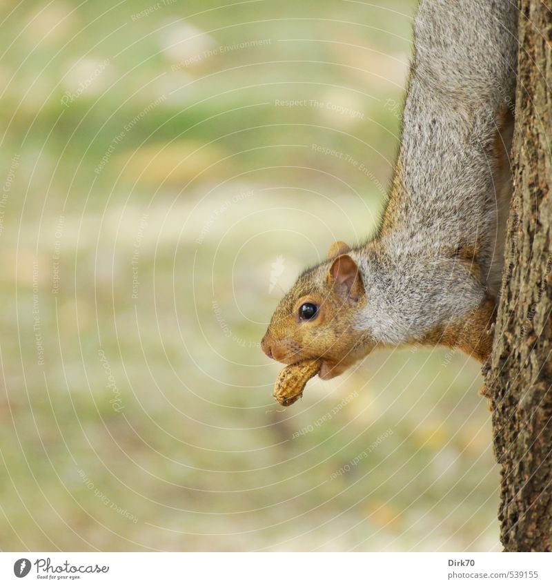 Für den kleinen Hunger mittendrin ... Lebensmittel Erdnuss Snack Herbst Baum Baumstamm Park Wiese Kanada Tier Wildtier Eichhörnchen Nagetiere 1 beobachten