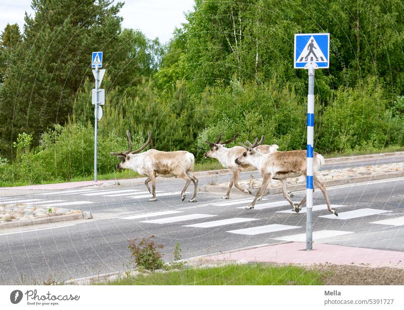 Launen der Natur | Das zivilisierte Rentier nutzt den Zebrastreifen Rentiere Tier Wildtier Außenaufnahme Tag Farbfoto Umwelt Landschaft Finnland Verkehrsregeln