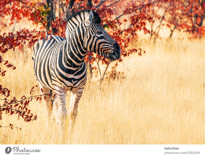 so viel schönheit Gras Umwelt Tierschutz Tierliebe Zebrastreifen beeindruckend Abenteuer besonders Freiheit Natur Ferien & Urlaub & Reisen Landschaft Namibia