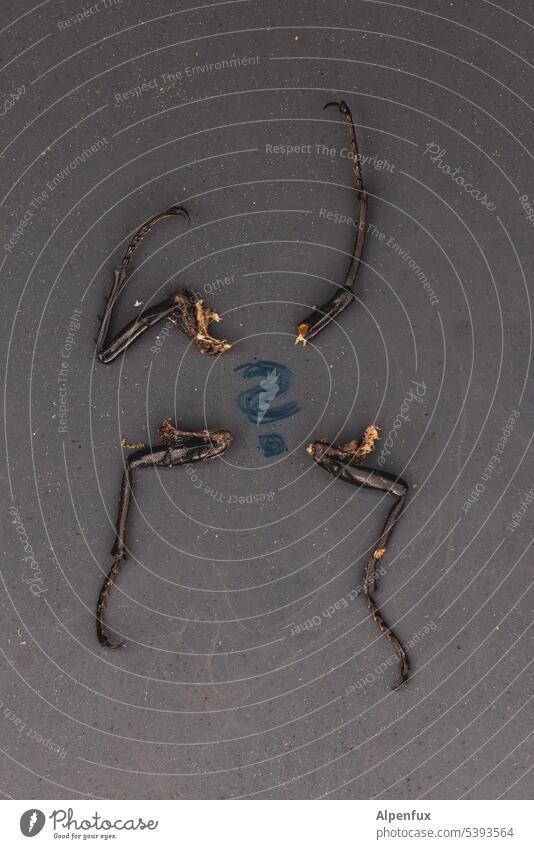 Dauerbrenner | Insektensterben insektensterben Aussterben Tier Natur Außenaufnahme Käfer Maikäfer Tierporträt Wildtier Farbfoto braun Nahaufnahme Tod