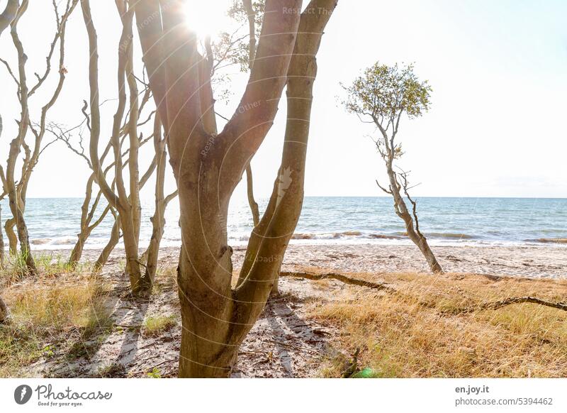 Weststrand Darß Fischland-Darß-Zingst Bäume Mecklenburg-Vorpommern Ostsee Ostseeküste Meer Ferien & Urlaub & Reisen Horizont Strand