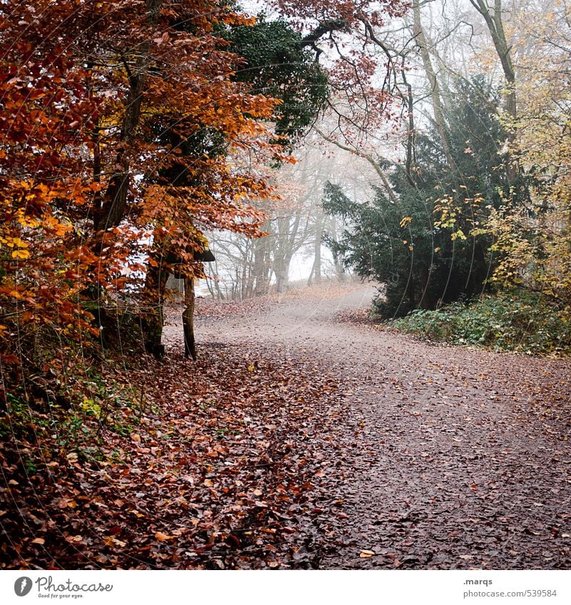 Hinaus Freizeit & Hobby Ausflug wandern Umwelt Natur Landschaft Pflanze Herbst Klima Klimawandel Nebel Baum Wald Blatt Mischwald Wege & Pfade verblüht einfach