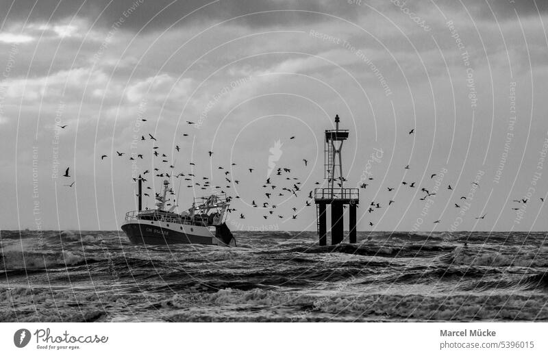 Fischkutter auf dem Meer wird von einem Möwenschwarm umkreist Boot Kutter Nordsee Boje maritim Fischerei Fischerboot Schiff Wasser Wellen See