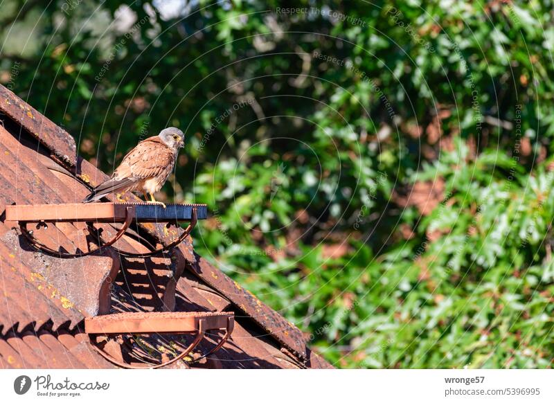 Turmfalke sitzt auf dem Dach eines gegenüber stehendem Hauses Vogel Tier Falken Greifvogel Stadt Stadtraum Lebensraum Außenaufnahme Menschenleer Hausdach