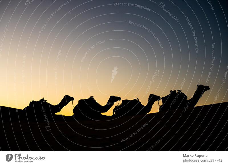 Silhouette von vier Kamelen in einer Wüste Dromedar Sonnenuntergang Safari Sahara Wohnwagen reisen wüst Säugetier Reise Natur Afrika Abenteuer Tierwelt arabisch