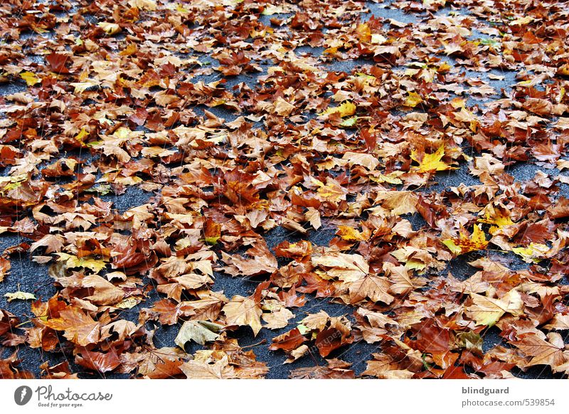 Ur-Laub Umwelt Natur Herbst Klima Baum Blatt Straße verblüht dehydrieren dreckig nass braun mehrfarbig gelb grau rot schwarz Sicherheit Vergänglichkeit Farbfoto
