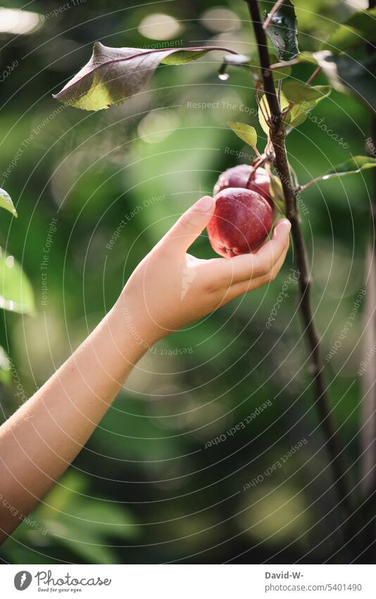 Kind pflückt einen Apfel Natur pflücken selbstversorgung selbstversorger Garten Gesundheit frisch Bioprodukte Ernte Obst Apfelbaum Hand Mädchen