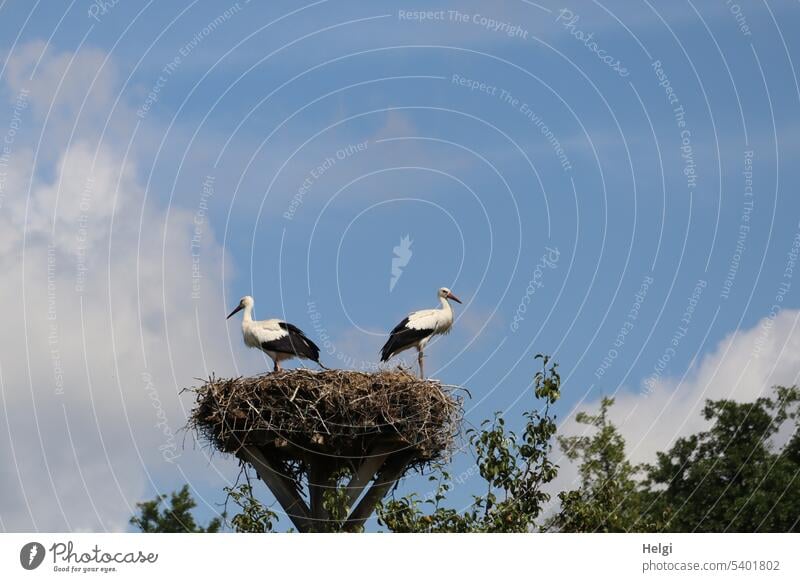 zwei junge Störche stehen im Nest vor blauem Himmel mit Wolken Vogel Storch Weißstorch Jungstorch Tier Wildtier 2 Tierporträt Horst warten Baum grau