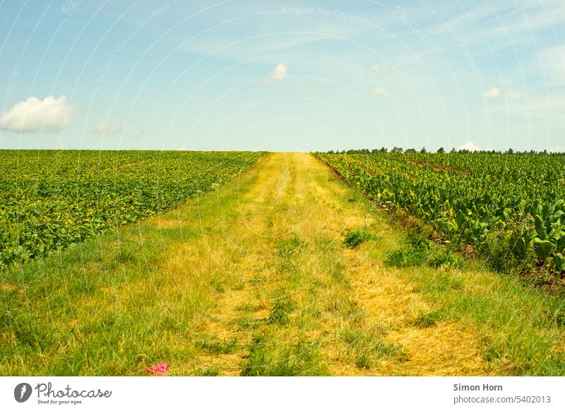 Wiese zwischen zwei landwirtschaftlichen Feldern Landwirtschaft Horizont Fläche landwirtschaftliche Fläche Ackerbau Landschaft Ackerland im Freien Nutzpflanze