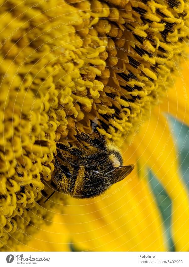 Ganz eingestaubt mit Pollen ist die kleine dicke Hummel, die sich in der Blüte einer Sonnenblume tummelt. Blume Insekt Sommer Pflanze Tier Außenaufnahme