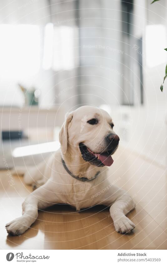 Labrador Golden Retriever liegt auf Laminatboden im Wohnzimmer und schaut mit geöffnetem Maul weg Tier Appartement Hund heimisch heimwärts im Innenbereich