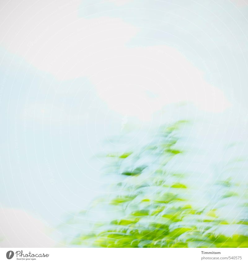 Mannjohlje. Umwelt Natur Himmel Wolken Frühling Schönes Wetter Baum Magnoliengewächse Bewegung ästhetisch einfach frisch blau grün Gefühle Frühlingsgefühle
