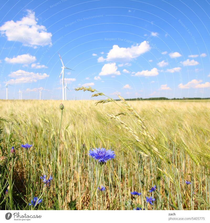 Ein Korn Feld Ackerbau Weizen Getreide Weizenfeld Kornblume kornblumen Kornfeld Landwirtschaft Getreidefeld Nutzpflanze Ähren Sommer Lebensmittel Ernte Himmel