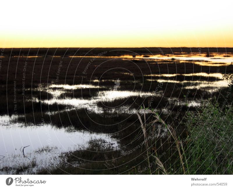 Sunset Everglades Sonnenuntergang Florida Sumpf Gras Teich USA evergaldes Wasser swomp water