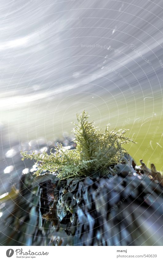 Sturm in der Schneekugel Natur Pflanze Wasser Frühling Sommer Herbst Moos Grünpflanze Bartflechte Bewegung drehen außergewöhnlich fantastisch natürlich grau