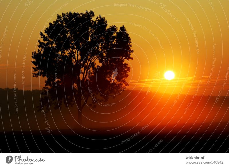 Sonnenaufgang Natur Landschaft Sonnenuntergang Sonnenlicht Sommer Schönes Wetter Nebel Baum Feld Wald Hügel Deutschland Europa Menschenleer Stimmung