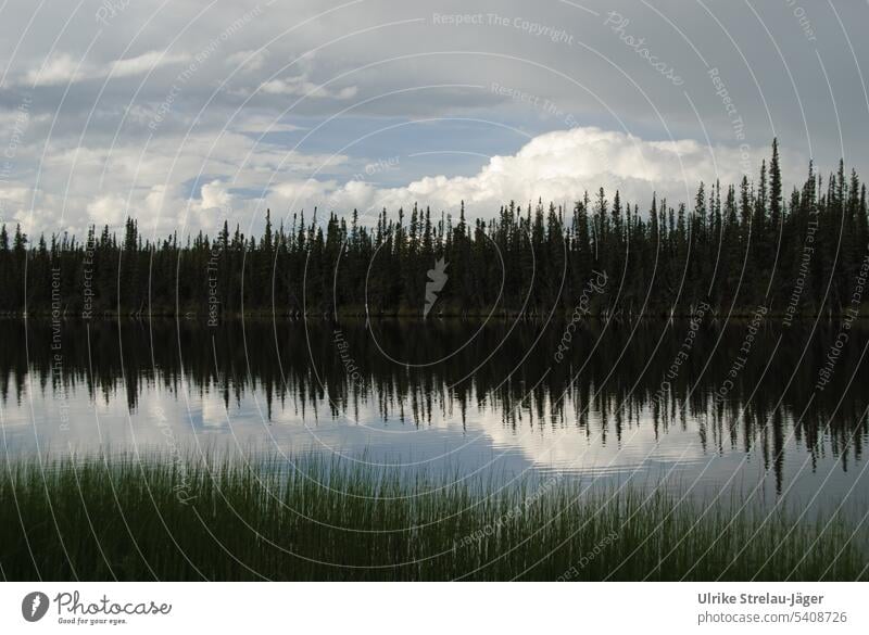 Alaska l Spiegelungen im See I Frequenzband Seeufer Ufer Wald dunkler Wald Reflexion & Spiegelung ruhig Wasser Wasseroberfläche Wasserspiegelung Ruhe Bäume