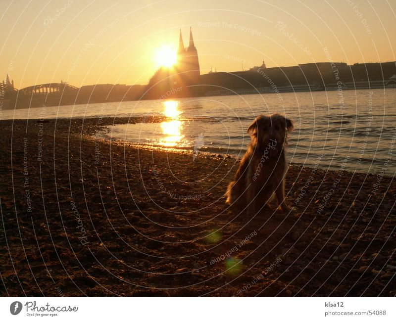 Sonnenuntergang am Rheinufer Hund Köln Winter sun Dom Wasser Küste