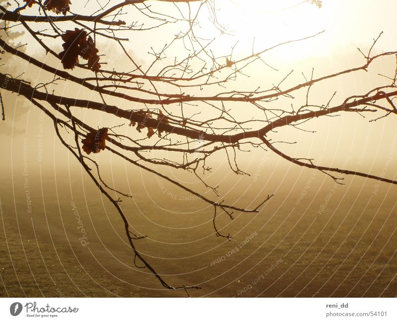 im nebel versunken1 Blatt Baum Herbst Nebel träumen Hoffnung mystisch Märchen Zweig Sonne Lichtblick Natur