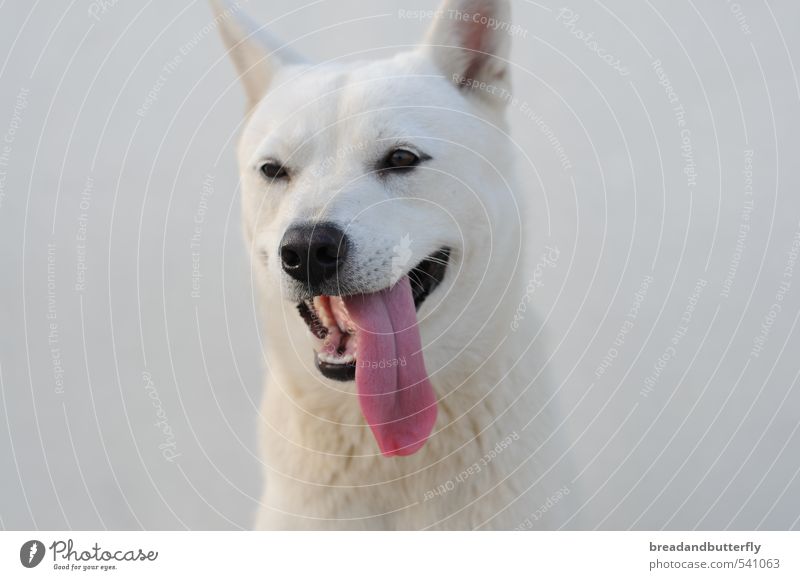 Jindo Tier Haustier Hund Tiergesicht 1 niedlich weiß loyal Farbfoto Außenaufnahme Tierporträt