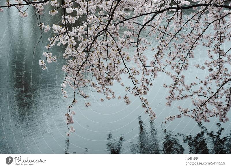 Kirschblüte mit Regen im Park Kirschblüten verregnet Frühlingsgefühle Flussufer Frühlingstag Frühlingsfarbe kalt Blütenknospen Flüssigkeit Zweig Beginn