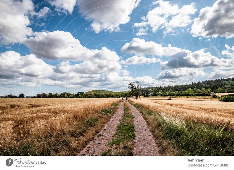 moselgeschichten feldweg Baum Bäume Wald Sonne Wolken Himmel Farbfoto Idylle idyllisch Ernte Ackerbau Nutzpflanze Pflanze Umwelt Landschaft Kornfeld Natur