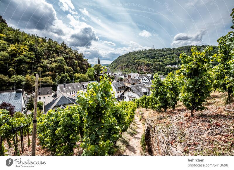 moselgeschichten Gräser Gras Wald Ferien & Urlaub & Reisen Natur Sommer Farbfoto Himmel Landschaft Wolken Berge u. Gebirge Abenteuer Weinberg Weintrauben