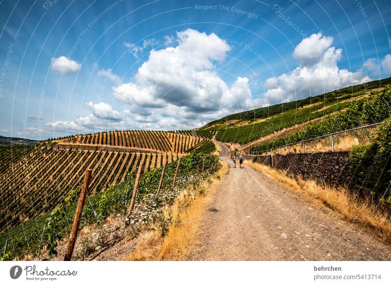 moselgeschichten Gräser Gras Wald Ferien & Urlaub & Reisen Natur Sommer Wolken Farbfoto Himmel Landschaft Berge u. Gebirge Abenteuer Weinberg Weintrauben