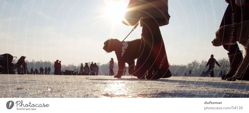 Hot Dog Hund kalt Freizeit & Hobby Winter Schlittschuhe Schnellzug Eis Schnee gassi Seil Sonne Beine kalte schnauze cold Spaziergang