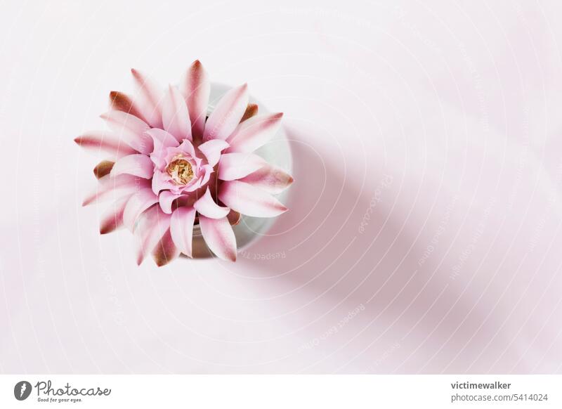 Leuchtend rosa Blüte eines Gymnocalycium-Kaktus in einer Vase Blume Pflanze niemand Draufsicht Selektiver Fokus Studioaufnahme Textfreiraum sukkulente Pflanze