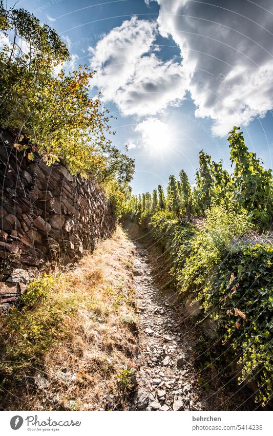 moselgeschichten Rheinland-Pfalz Mosel (Weinbaugebiet) Hunsrück Wege & Pfade Weinstock Weinrebe Weintrauben Weinberg Berge u. Gebirge Wolken Landschaft Himmel