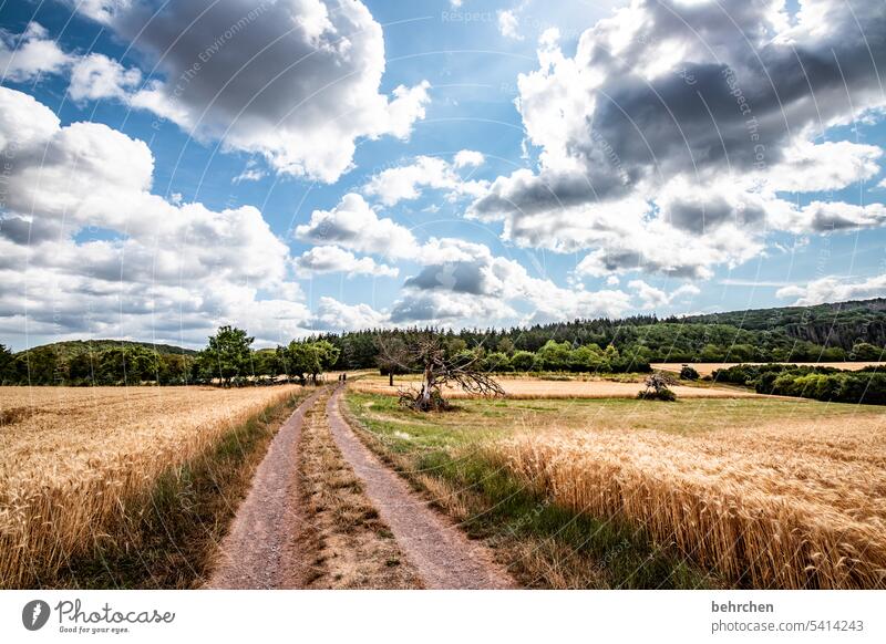 weggeschichten Wege & Pfade Getreide Feld Getreidefeld Sommer Landwirtschaft Natur Kornfeld Landschaft Umwelt Pflanze Nutzpflanze Wolken Farbfoto Himmel Idylle