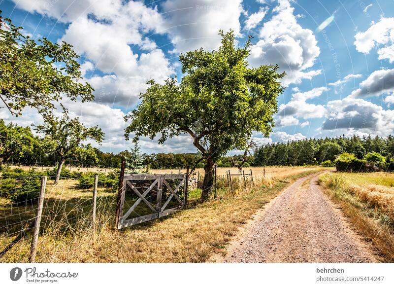 moselzeit Ernte Ackerbau idyllisch Idylle Himmel Farbfoto Nutzpflanze Wolken Pflanze Umwelt Landschaft Kornfeld Natur Landwirtschaft Sommer Getreidefeld Feld