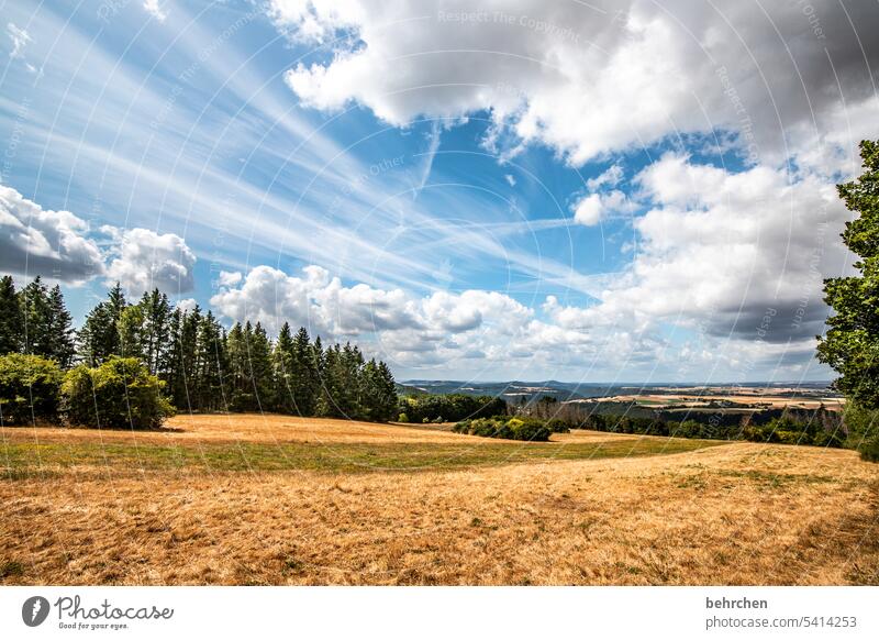 moselzeit Ernte Ackerbau idyllisch Idylle Himmel Farbfoto Nutzpflanze Wolken Pflanze Umwelt Landschaft Kornfeld Natur Landwirtschaft Sommer Getreidefeld Feld