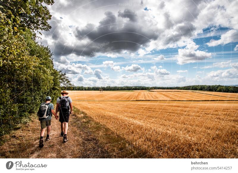 moselzeit Ernte Ackerbau idyllisch Idylle Himmel Farbfoto Nutzpflanze Wolken Pflanze Umwelt Landschaft Kornfeld Natur Landwirtschaft Sommer Getreidefeld Feld