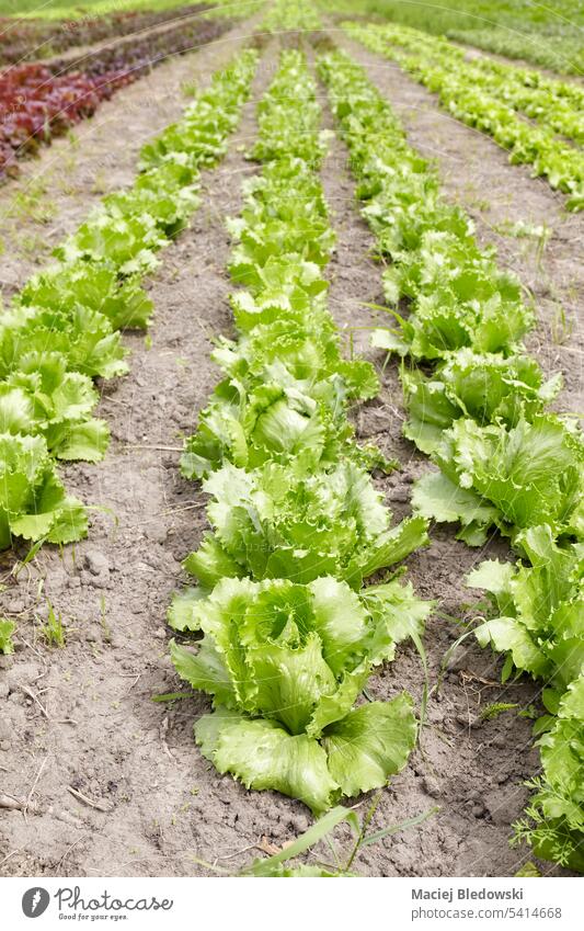 Feld eines ökologischen Salatanbaus, selektiver Fokus. Gemüse Ackerbau organisch Bauernhof Ernte grün Blatt Pflanze Reihe Natur Lebensmittel Wachstum im Freien