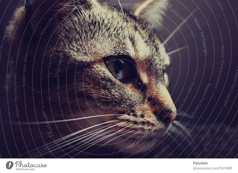 Auf der Pirsch Tier Haustier Katze Tiergesicht 1 beobachten entdecken Jagd Blick braun Mut Hauskatze Gedeckte Farben Tierporträt