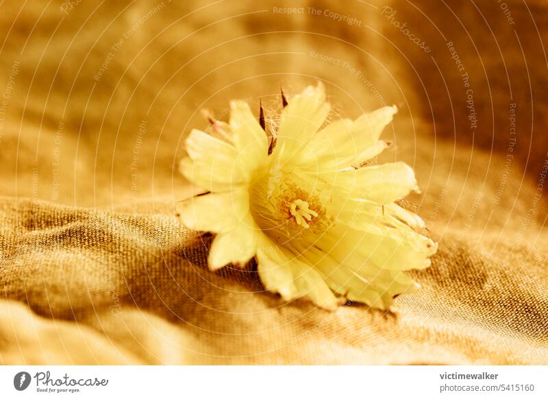Gelbe Blume des Kaktus Studioaufnahme gelb Makro Pflanze Echinokaktus Blüte Botanik Natur Sukkulente Blütenkopf Blütenstand Zierpflanze Blütenpflanze Kakteen