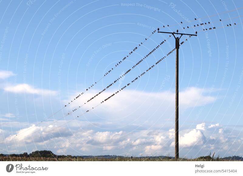 Staraufgebot - viele Stare sitzen auf Stromleitungen vor blauem Himmel mit Wolken Vögel Vogelschwarm Strommast Landschaft schönes Wetter Sommer Natur Vogelzug