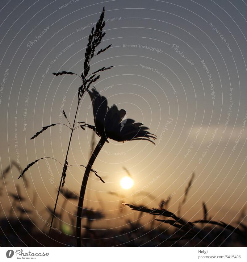 Sommerabend - Margarite und Gräser im Gegenlicht der Abendsonne Blume Blüte Gras Grashalm Sonne Sonnenlicht Sonnenuntergang Blumenwiese Silhouette Natur Wiese