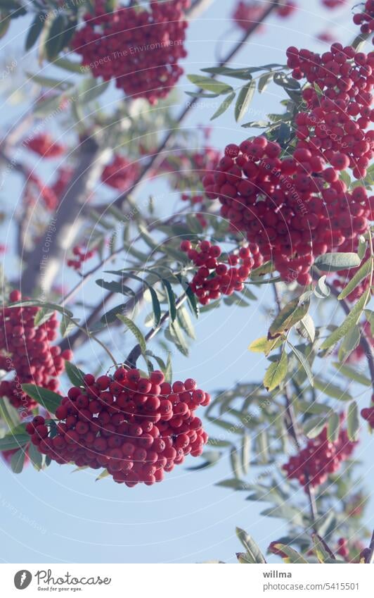 Vogelbeeren am Baum Eberesche Mehlbeere Drosselbeere Quitsche Krametsbeere Kernobstgewächs rote Beeren Herbst Vuchelbeerbaam